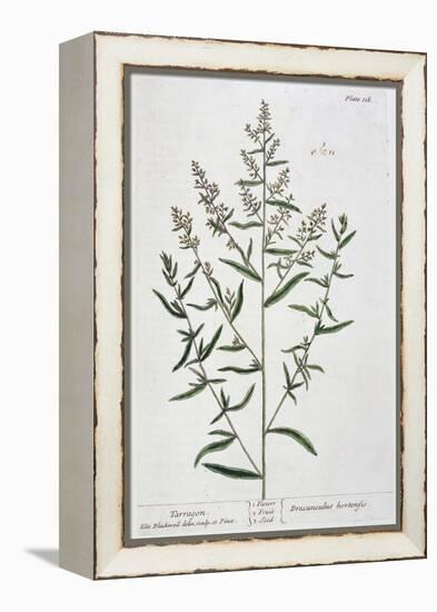 Tarragon, 1782-Elizabeth Blackwell-Framed Premier Image Canvas