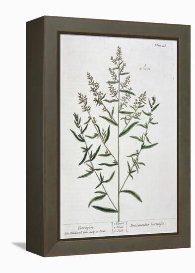 Tarragon, 1782-Elizabeth Blackwell-Framed Premier Image Canvas