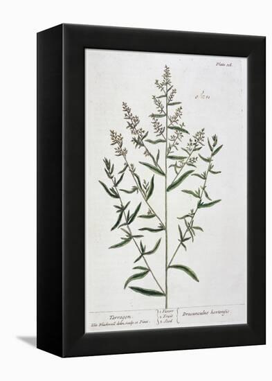 Tarragon, 1782-Elizabeth Blackwell-Framed Premier Image Canvas