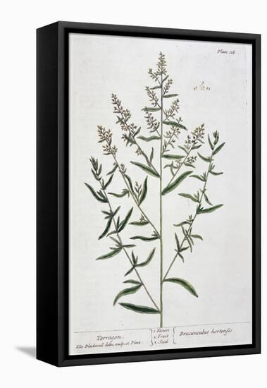 Tarragon, 1782-Elizabeth Blackwell-Framed Premier Image Canvas