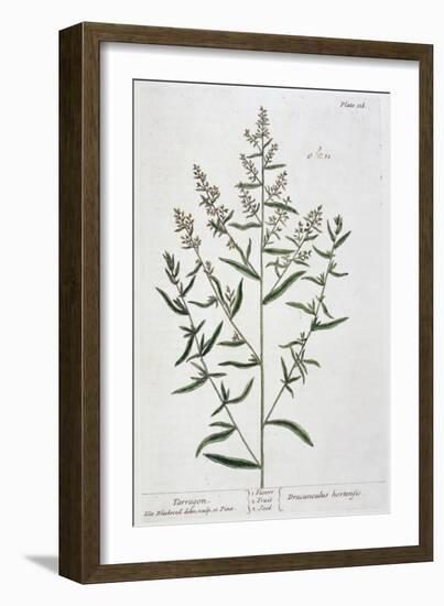 Tarragon, 1782-Elizabeth Blackwell-Framed Giclee Print