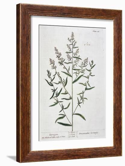 Tarragon, 1782-Elizabeth Blackwell-Framed Giclee Print