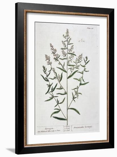 Tarragon, 1782-Elizabeth Blackwell-Framed Giclee Print