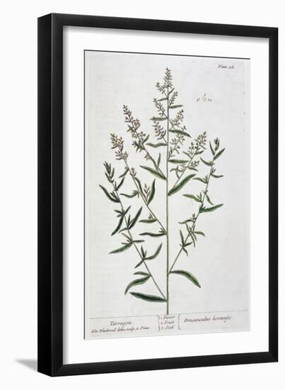 Tarragon, 1782-Elizabeth Blackwell-Framed Giclee Print