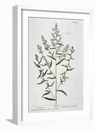 Tarragon, 1782-Elizabeth Blackwell-Framed Giclee Print