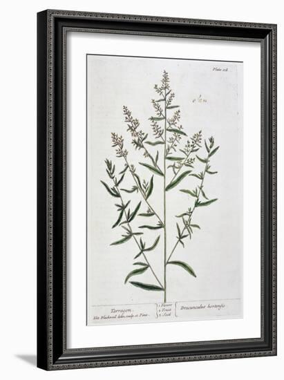 Tarragon, 1782-Elizabeth Blackwell-Framed Giclee Print