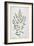 Tarragon, 1782-Elizabeth Blackwell-Framed Giclee Print