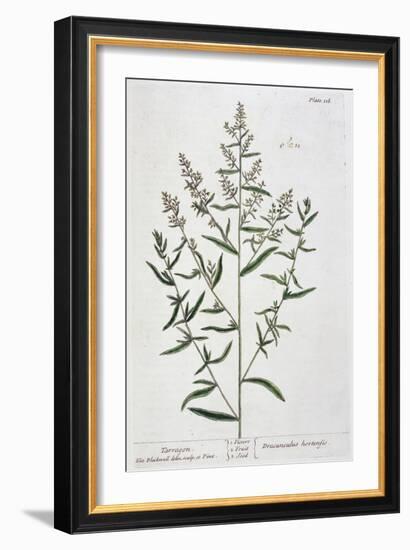 Tarragon, 1782-Elizabeth Blackwell-Framed Giclee Print