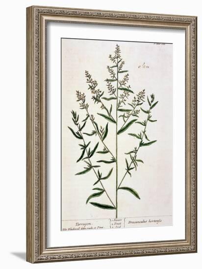 Tarragon, Plate 116 from "A Curious Herbal," Published 1782-Elizabeth Blackwell-Framed Giclee Print