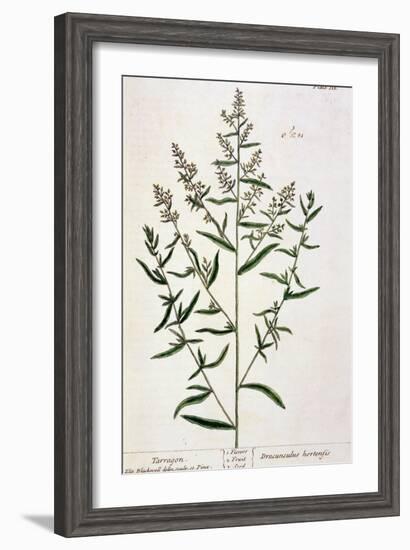 Tarragon, Plate 116 from "A Curious Herbal," Published 1782-Elizabeth Blackwell-Framed Giclee Print