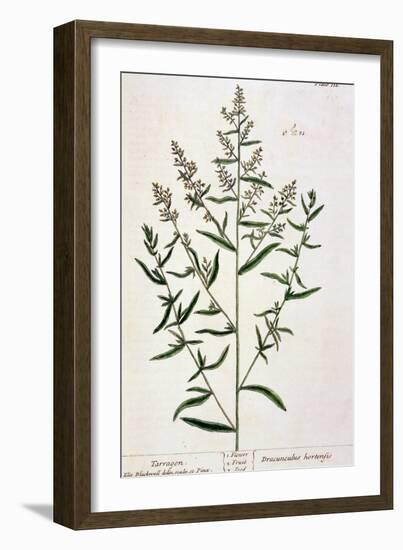 Tarragon, Plate 116 from "A Curious Herbal," Published 1782-Elizabeth Blackwell-Framed Giclee Print