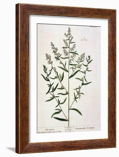 Tarragon, Plate 116 from "A Curious Herbal," Published 1782-Elizabeth Blackwell-Framed Giclee Print