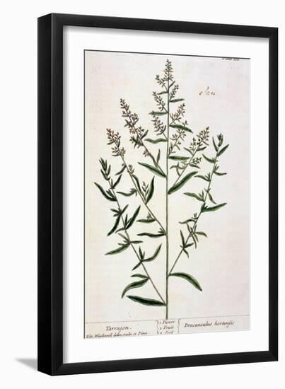 Tarragon, Plate 116 from "A Curious Herbal," Published 1782-Elizabeth Blackwell-Framed Giclee Print