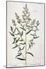 Tarragon, Plate 116 from "A Curious Herbal," Published 1782-Elizabeth Blackwell-Mounted Giclee Print