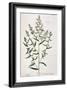 Tarragon, Plate 116 from "A Curious Herbal," Published 1782-Elizabeth Blackwell-Framed Giclee Print