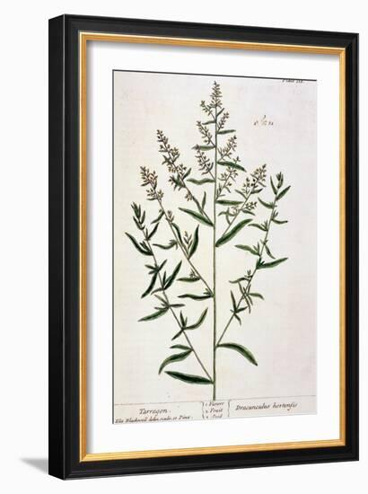 Tarragon, Plate 116 from "A Curious Herbal," Published 1782-Elizabeth Blackwell-Framed Giclee Print