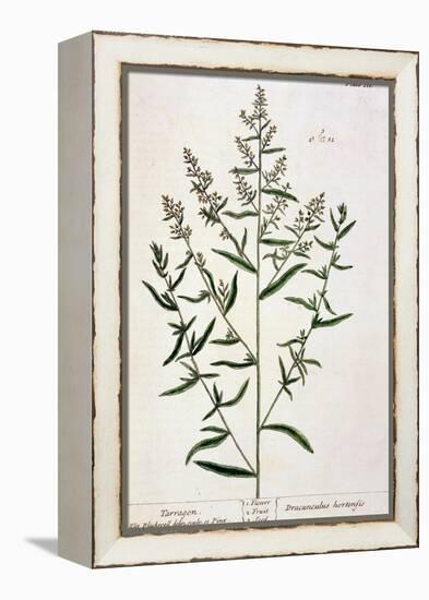 Tarragon, Plate 116 from "A Curious Herbal," Published 1782-Elizabeth Blackwell-Framed Premier Image Canvas