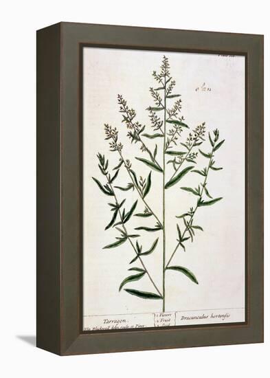 Tarragon, Plate 116 from "A Curious Herbal," Published 1782-Elizabeth Blackwell-Framed Premier Image Canvas