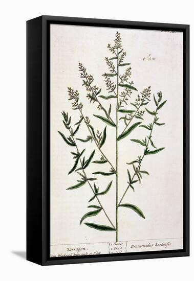 Tarragon, Plate 116 from "A Curious Herbal," Published 1782-Elizabeth Blackwell-Framed Premier Image Canvas