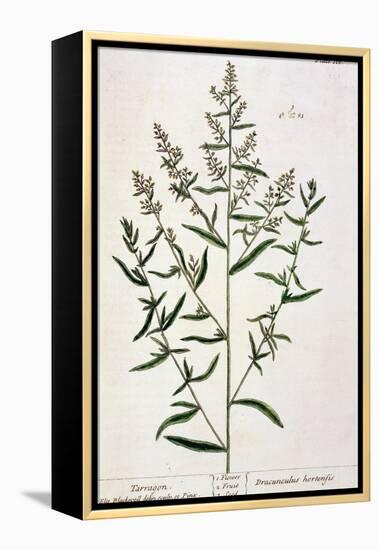 Tarragon, Plate 116 from "A Curious Herbal," Published 1782-Elizabeth Blackwell-Framed Premier Image Canvas