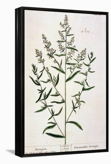 Tarragon, Plate 116 from "A Curious Herbal," Published 1782-Elizabeth Blackwell-Framed Premier Image Canvas