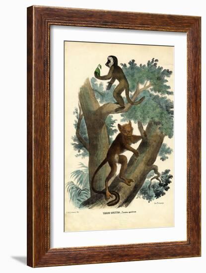 Tarsier, 1863-79-Raimundo Petraroja-Framed Giclee Print