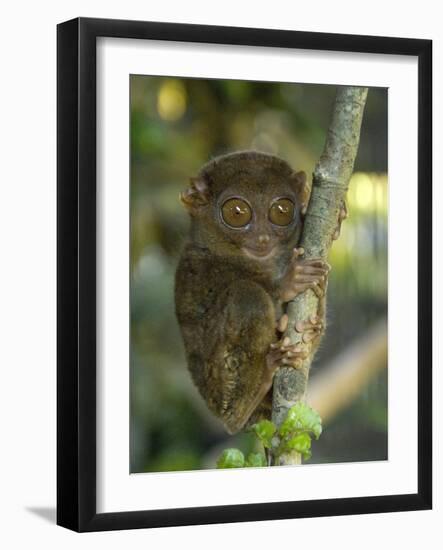 Tarsier Fraterculus, the Smallest Living Primate, Tarsier Sanctuary, Philippines-null-Framed Photographic Print