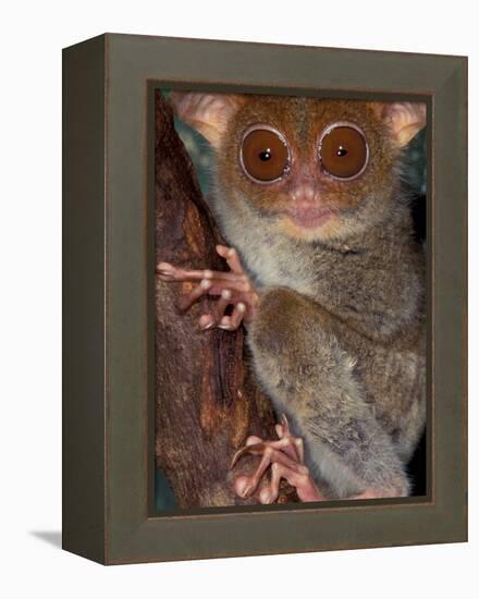 Tarsier, Philippines-Art Wolfe-Framed Premier Image Canvas