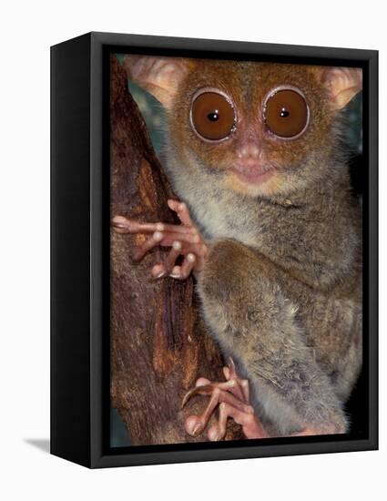 Tarsier, Philippines-Art Wolfe-Framed Premier Image Canvas