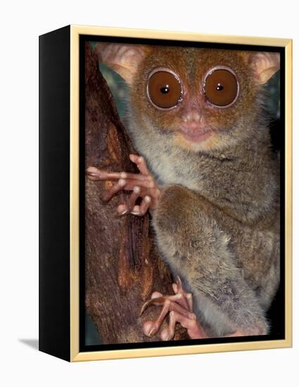 Tarsier, Philippines-Art Wolfe-Framed Premier Image Canvas