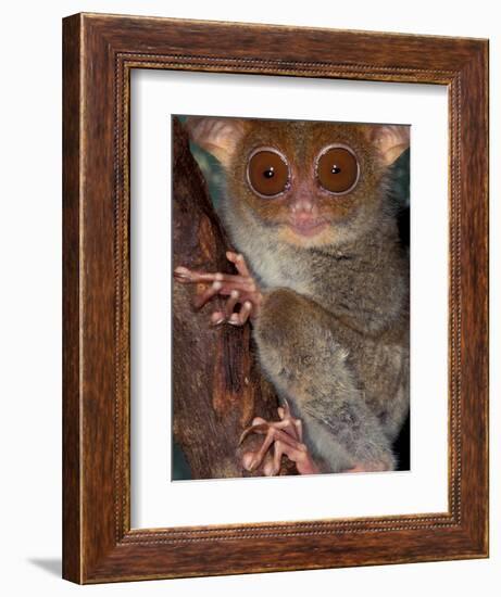 Tarsier, Philippines-Art Wolfe-Framed Photographic Print