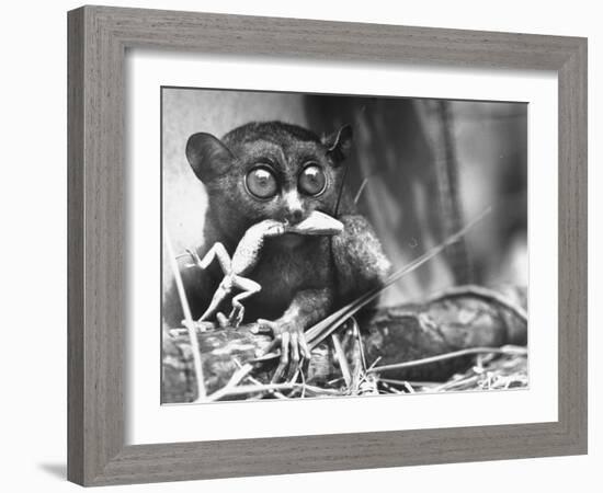 Tarsiers an Animal Native to Indonesia and Philippines Eating a Lizard Alive-Sam Shere-Framed Photographic Print