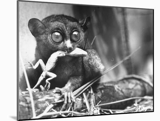 Tarsiers an Animal Native to Indonesia and Philippines Eating a Lizard Alive-Sam Shere-Mounted Photographic Print