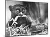 Tarsiers an Animal Native to Indonesia and Philippines Eating a Lizard Alive-Sam Shere-Mounted Photographic Print