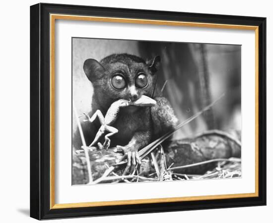 Tarsiers an Animal Native to Indonesia and Philippines Eating a Lizard Alive-Sam Shere-Framed Photographic Print