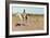 Tashkoniy (Herder), Cache Creek, Oklahoma-Henry Francois Farny-Framed Giclee Print