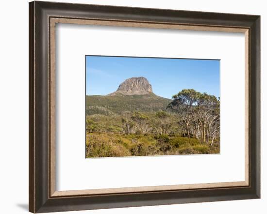 Tasmania, Cradle Mountain-Lake St Clair NP. Morning light on Barn Bluff and eucalyptus forest-Trish Drury-Framed Photographic Print