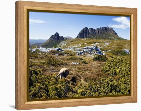 Tasmania, Peaks of Cradle Mountain and Wallaby Running Through Bush on Overland Track, Australia-Christian Kober-Framed Premier Image Canvas