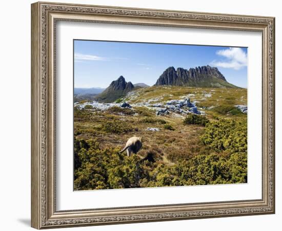 Tasmania, Peaks of Cradle Mountain and Wallaby Running Through Bush on Overland Track, Australia-Christian Kober-Framed Photographic Print