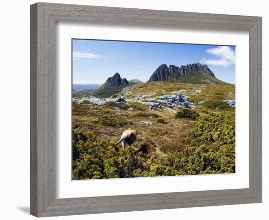 Tasmania, Peaks of Cradle Mountain and Wallaby Running Through Bush on Overland Track, Australia-Christian Kober-Framed Photographic Print