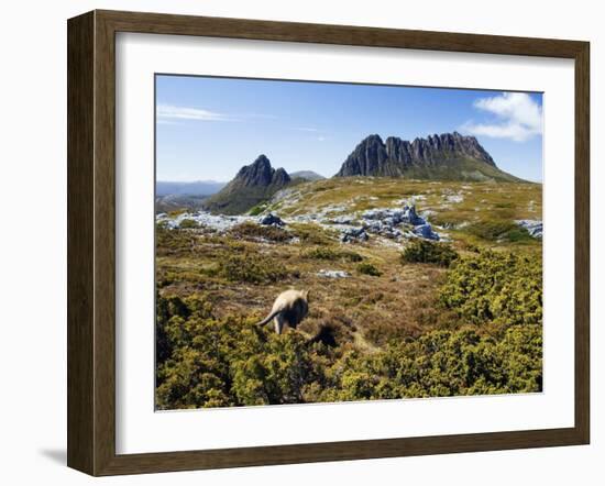 Tasmania, Peaks of Cradle Mountain and Wallaby Running Through Bush on Overland Track, Australia-Christian Kober-Framed Photographic Print