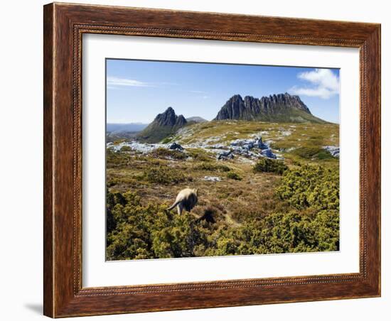 Tasmania, Peaks of Cradle Mountain and Wallaby Running Through Bush on Overland Track, Australia-Christian Kober-Framed Photographic Print