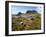 Tasmania, Peaks of Cradle Mountain and Wallaby Running Through Bush on Overland Track, Australia-Christian Kober-Framed Photographic Print