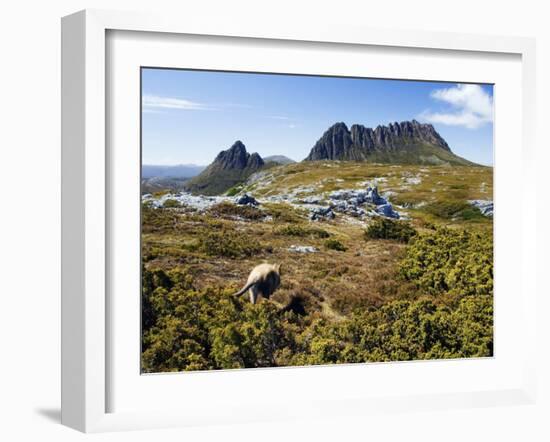 Tasmania, Peaks of Cradle Mountain and Wallaby Running Through Bush on Overland Track, Australia-Christian Kober-Framed Photographic Print