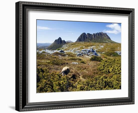 Tasmania, Peaks of Cradle Mountain and Wallaby Running Through Bush on Overland Track, Australia-Christian Kober-Framed Photographic Print