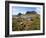 Tasmania, Peaks of Cradle Mountain and Wallaby Running Through Bush on Overland Track, Australia-Christian Kober-Framed Photographic Print