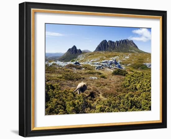 Tasmania, Peaks of Cradle Mountain and Wallaby Running Through Bush on Overland Track, Australia-Christian Kober-Framed Photographic Print