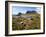 Tasmania, Peaks of Cradle Mountain and Wallaby Running Through Bush on Overland Track, Australia-Christian Kober-Framed Photographic Print