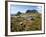 Tasmania, Peaks of Cradle Mountain and Wallaby Running Through Bush on Overland Track, Australia-Christian Kober-Framed Photographic Print