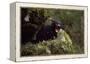Tasmanian Devil Calling (Sarcophilus Harrisii) Tasmania Australia-John Cancalosi-Framed Premier Image Canvas